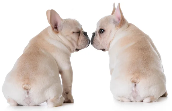 Puppy love — Stockfoto