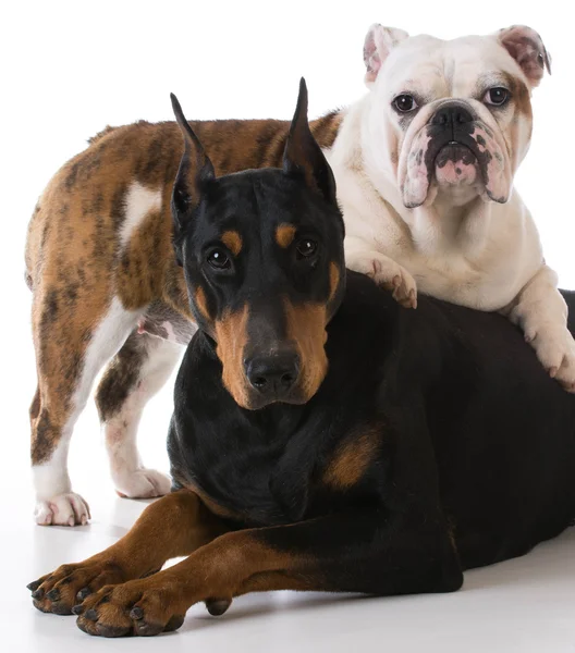 Dois cães — Fotografia de Stock