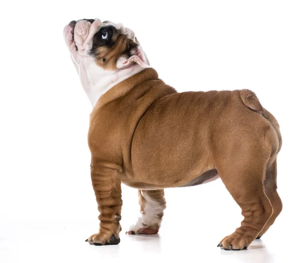 Cachorrinho bonito — Fotografia de Stock