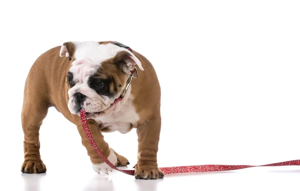 Führzügeltraining — Stockfoto