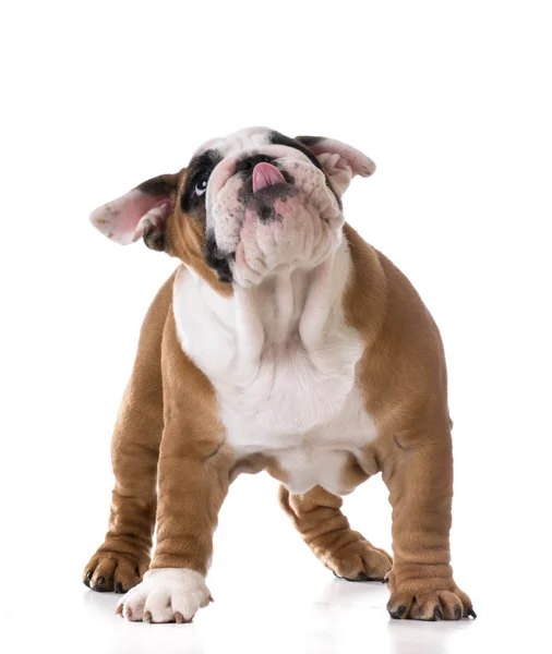 Schattig puppy — Stockfoto