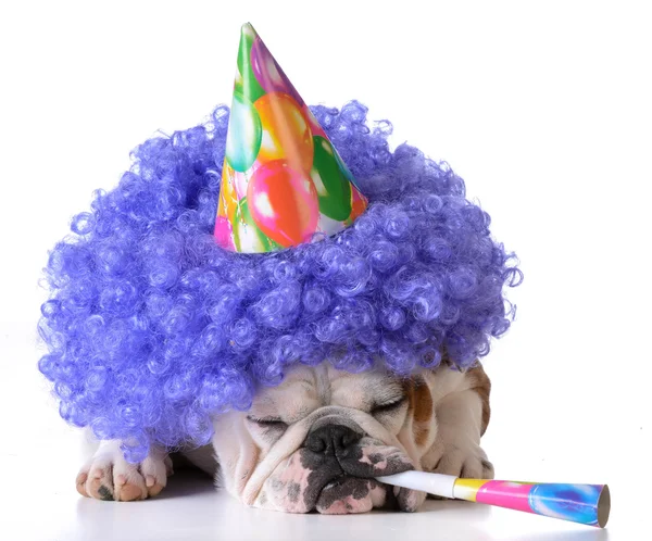 Perro de cumpleaños — Foto de Stock