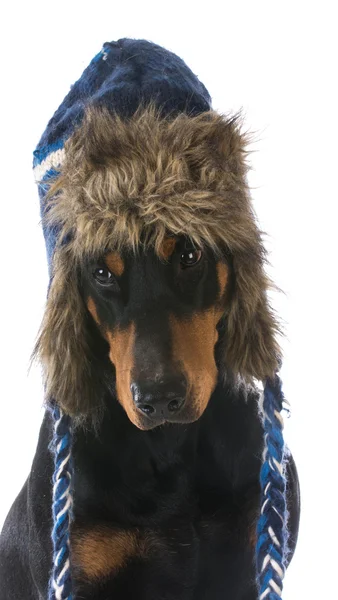 Vinter hund — Stockfoto