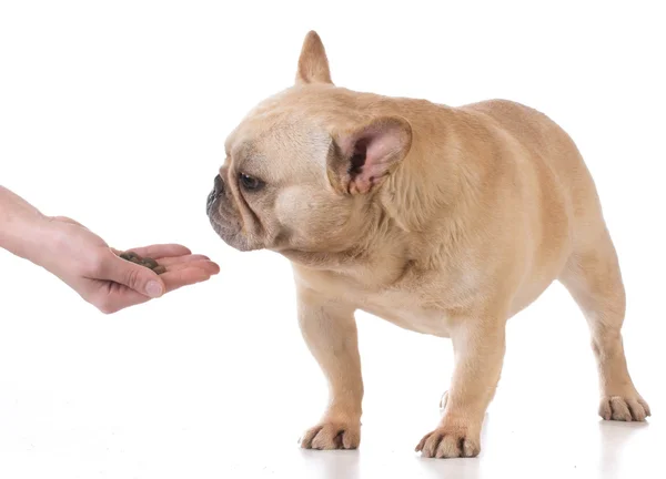 犬の餌の手 — ストック写真