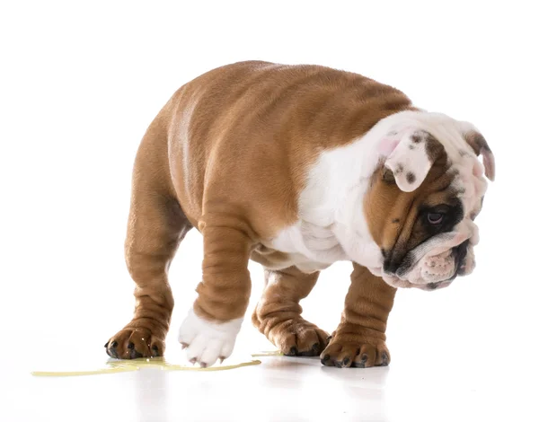 Puppy peeing — Stock Photo, Image