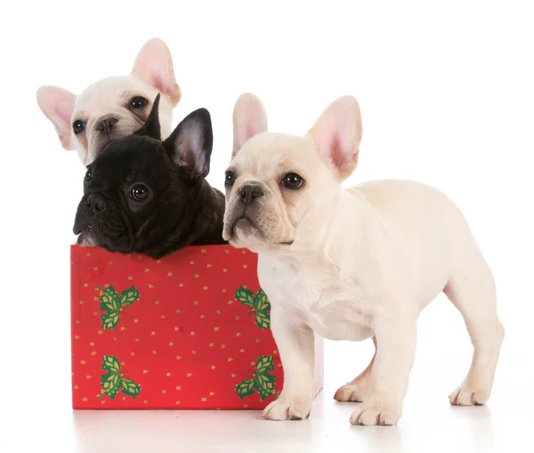 Cuccioli di Natale — Foto Stock