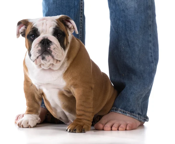 Kvinnan och hennes hund — Stockfoto