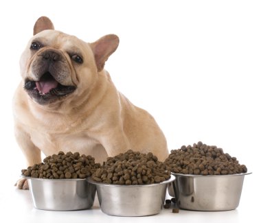 köpek besleme