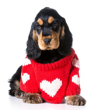 sevimli köpek yavruları