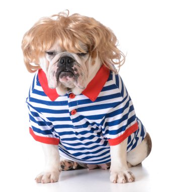 insanlaşmış köpek