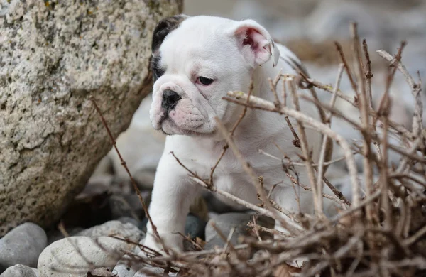 Cachorro fora — Fotografia de Stock