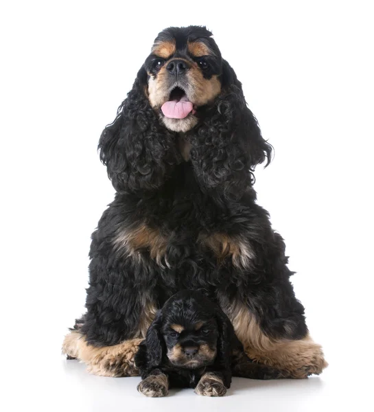 Madre y su cachorro —  Fotos de Stock