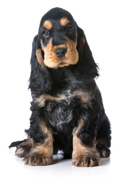 Schattig puppy — Stockfoto