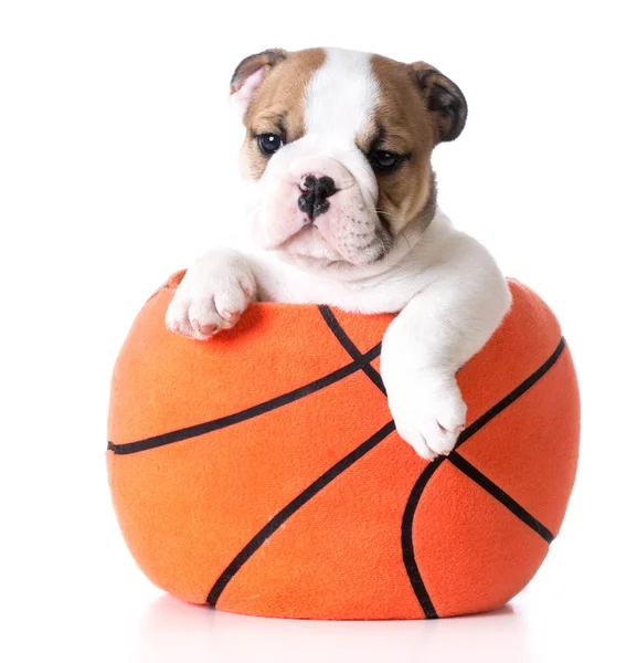 Sports hound — Stock Photo, Image