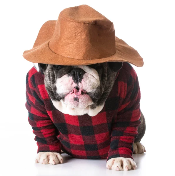 Country dog — Stock Photo, Image