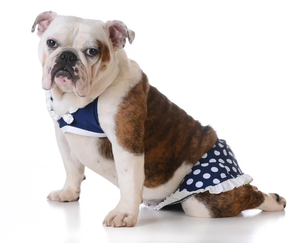 Perro con traje de baño —  Fotos de Stock