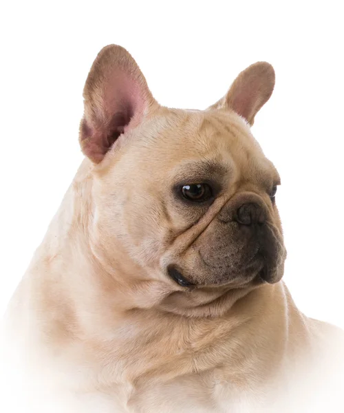 Fransk bulldog — Stockfoto