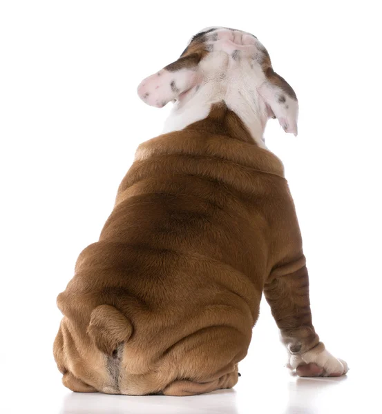 Cachorrinho bonito — Fotografia de Stock