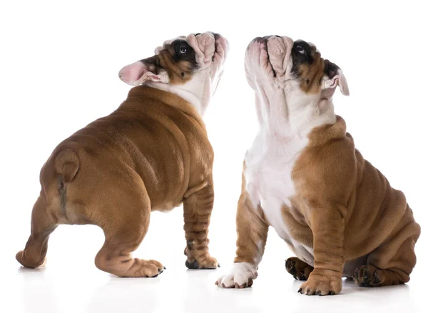 Puppy looking up — Stock Photo, Image