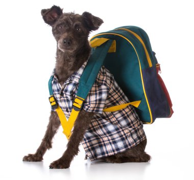 köpek itaat