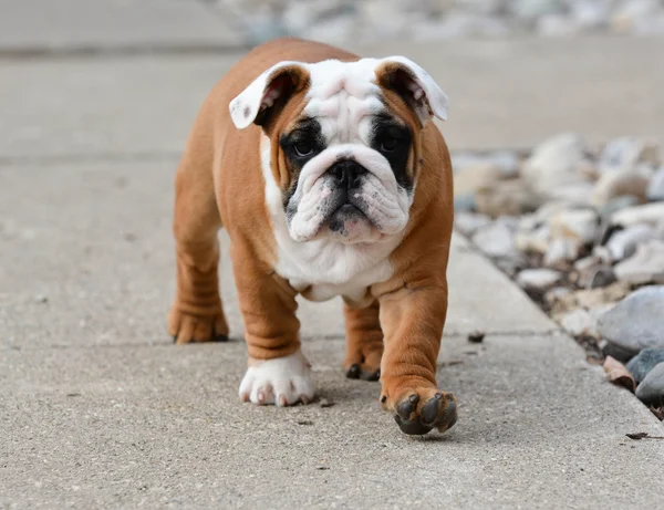 Dışarıdaki köpek yavrusu — Stok fotoğraf