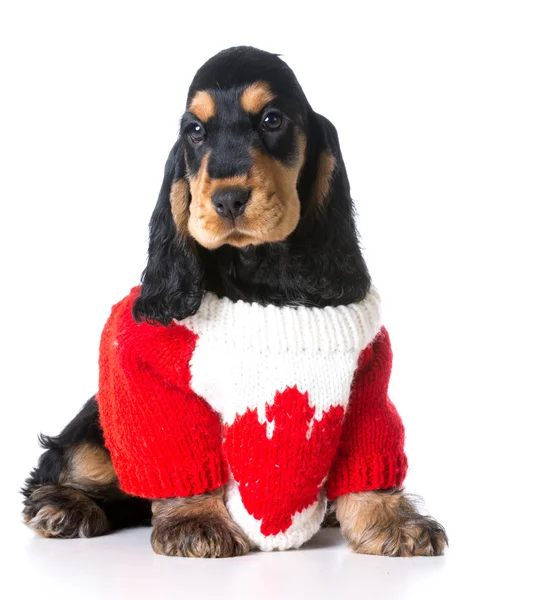 Perro canadiense — Foto de Stock