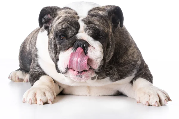 Dog licking — Stock Photo, Image
