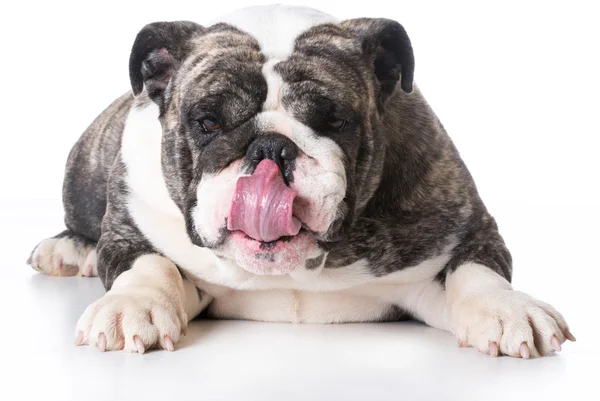 köpek yalamaya