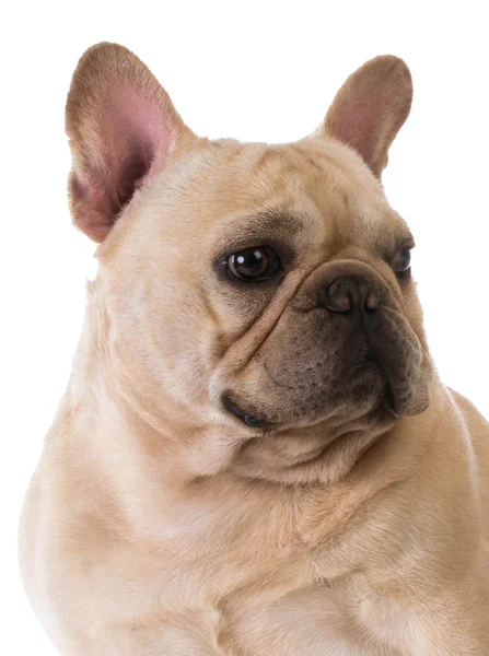 Französische Bulldogge — Stockfoto