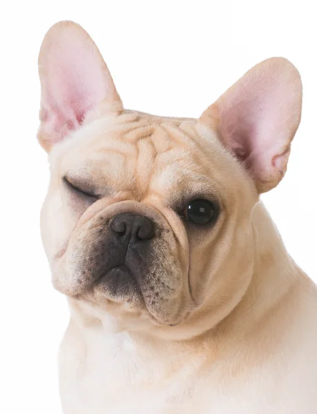 Dog winking — Stock Photo, Image