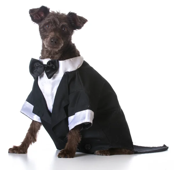 Cão formal — Fotografia de Stock