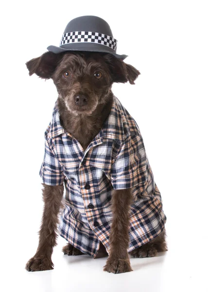 Hund wie ein Mann gekleidet — Stockfoto