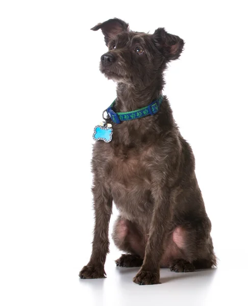 Dog wearing a collar with a name tag — Stock Photo, Image