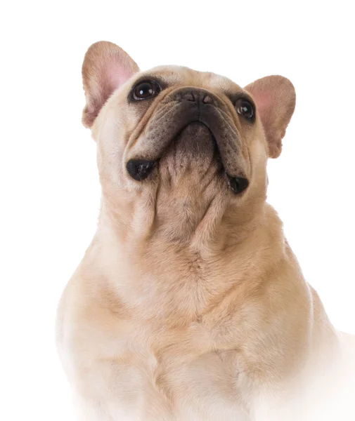 Fransk bulldog — Stockfoto