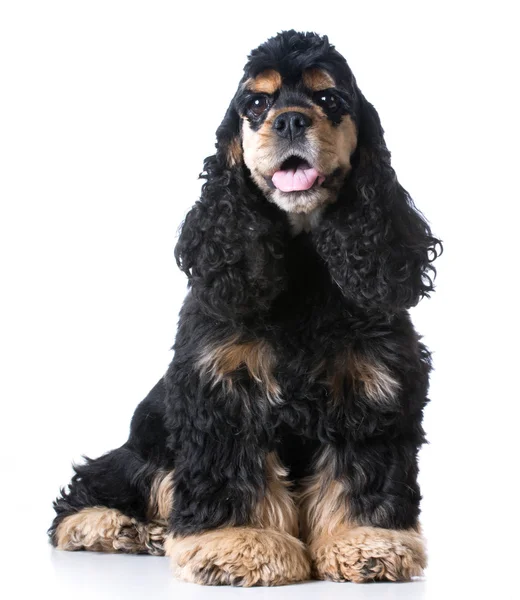 Cocker spaniel — Zdjęcie stockowe