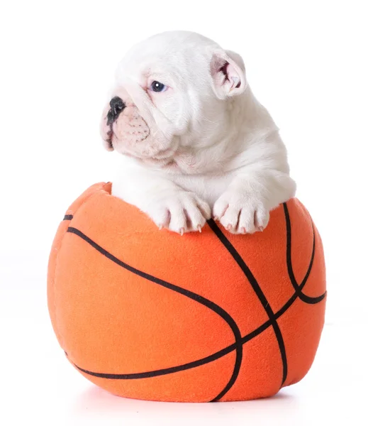 Sports hound — Stock Photo, Image