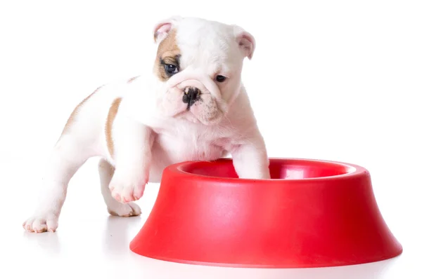 Hungry puppy — Stock Photo, Image