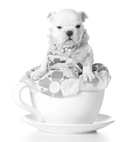 Vrouwelijke puppy — Stockfoto