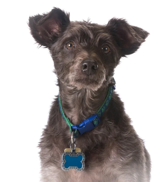 Dog wearing a collar with a name tag — Stock Photo, Image