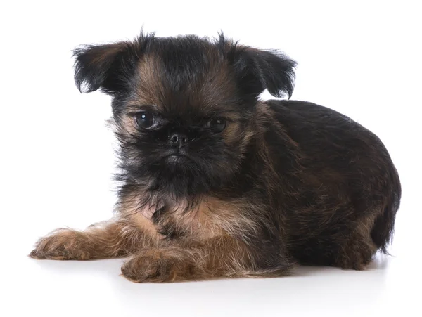 Schattig puppy — Stockfoto