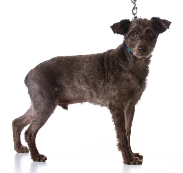 Cão com uma coleira — Fotografia de Stock