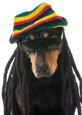 Kostümlü Köpek