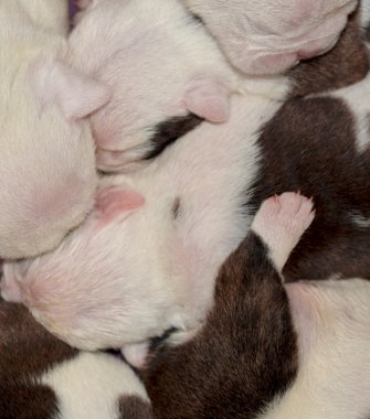 köpek yavrusu soyut