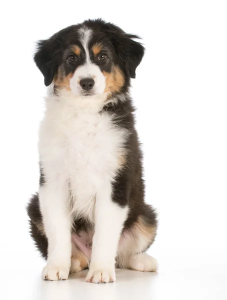 Pastor australiano Cachorro — Foto de Stock