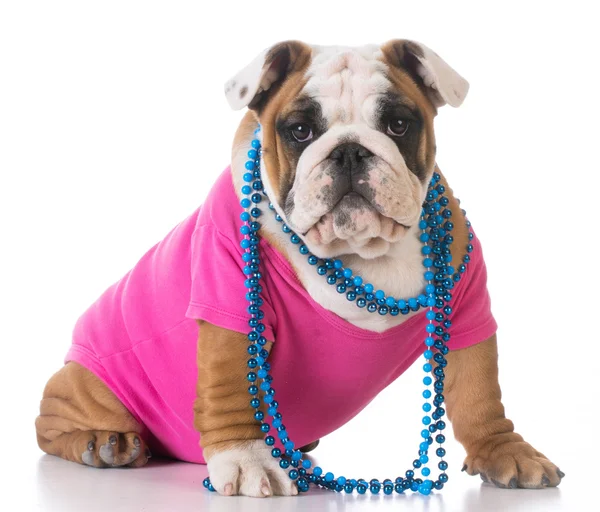 Female puppy — Stock Photo, Image