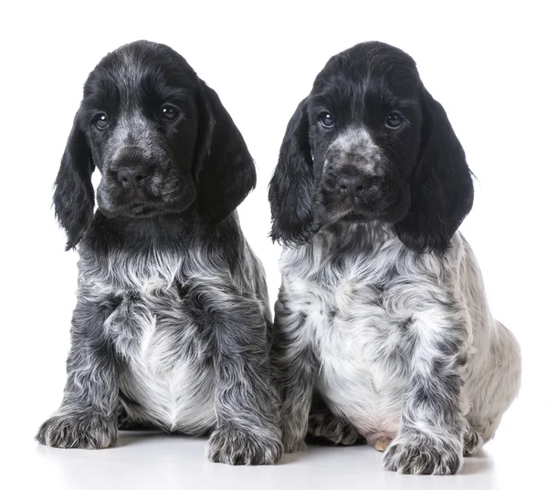 Litter of puppies — Stock Photo, Image