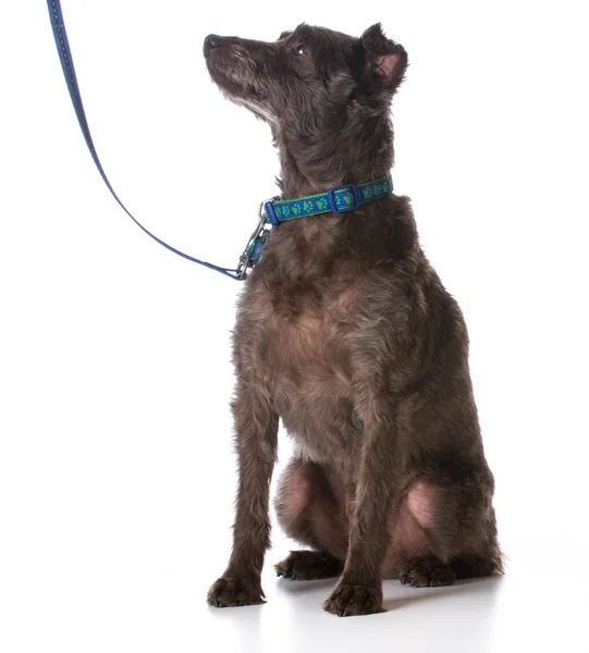 Dog on a leash — Stock Photo, Image