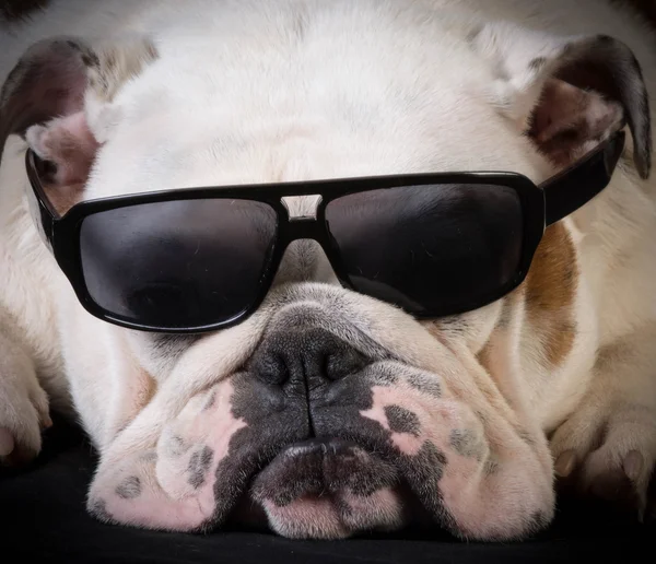 Cool hund — Stockfoto