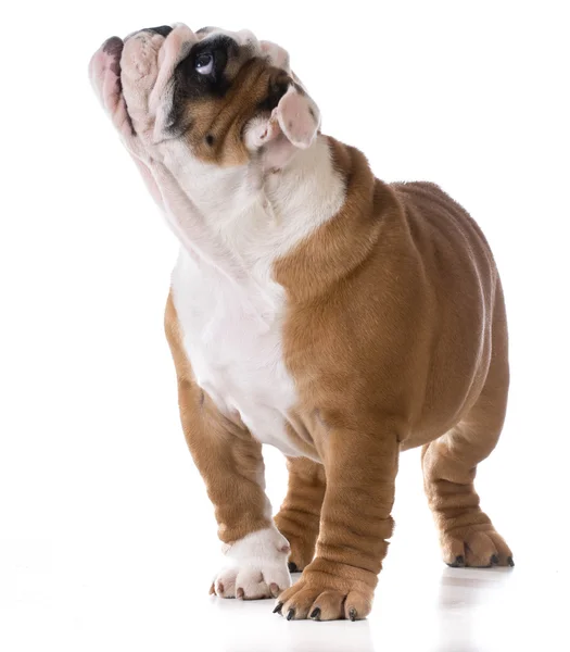 Cachorro mirando hacia arriba — Foto de Stock