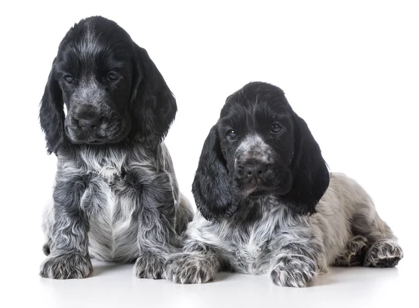 Ninhada de cachorros — Fotografia de Stock